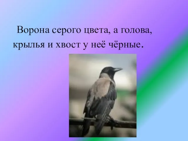Ворона серого цвета, а голова, крылья и хвост у неё чёрные.