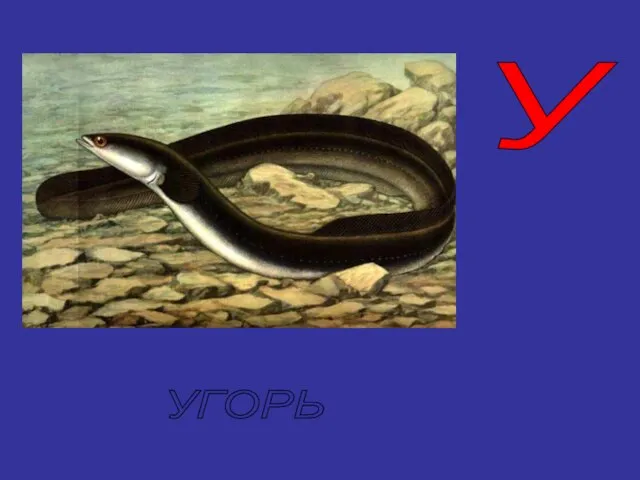 У УГОРЬ