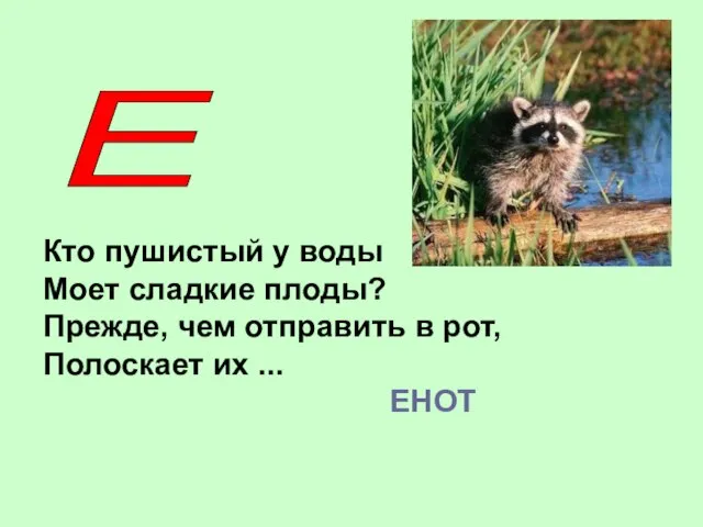 Е Кто пушистый у воды Моет сладкие плоды? Прежде, чем отправить в