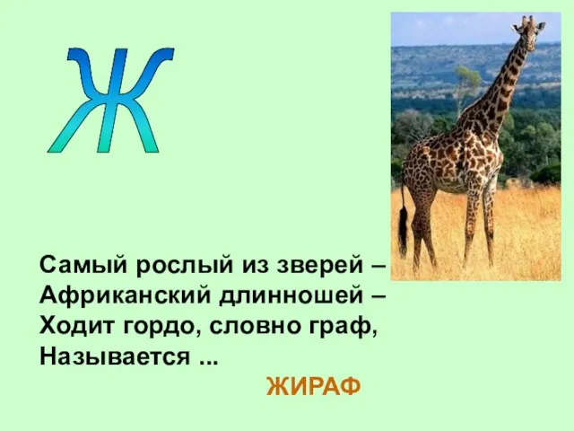 Ж Самый рослый из зверей – Африканский длинношей – Ходит гордо, словно граф, Называется ... ЖИРАФ