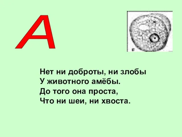 А Нет ни доброты, ни злобы У животного амёбы. До того она