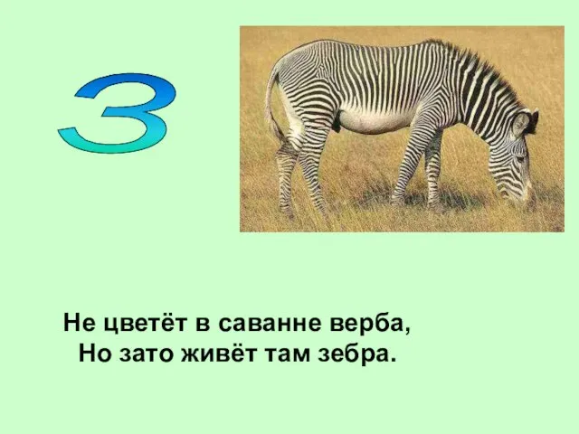 Не цветёт в саванне верба, Но зато живёт там зебра. З