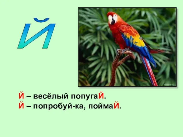 Й Й – весёлый попугаЙ. Й – попробуй-ка, поймаЙ.