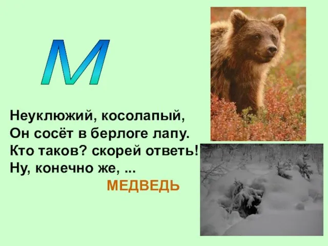 М Неуклюжий, косолапый, Он сосёт в берлоге лапу. Кто таков? скорей ответь!