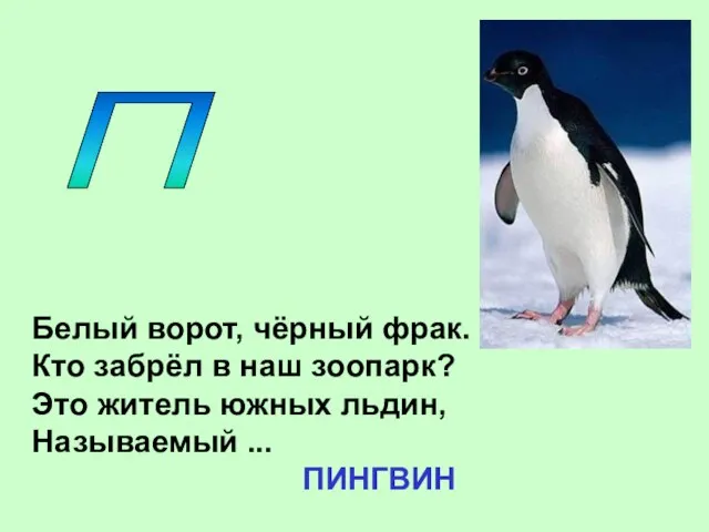 П Белый ворот, чёрный фрак. Кто забрёл в наш зоопарк? Это житель