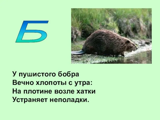 Б У пушистого бобра Вечно хлопоты с утра: На плотине возле хатки Устраняет неполадки.