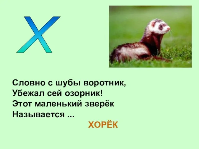 Х Словно с шубы воротник, Убежал сей озорник! Этот маленький зверёк Называется ... ХОРЁК