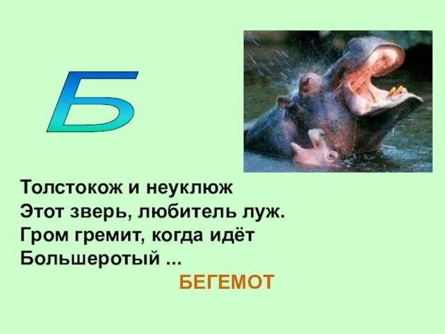 Толстокож и неуклюж Этот зверь, любитель луж. Гром гремит, когда идёт Большеротый ... БЕГЕМОТ Б