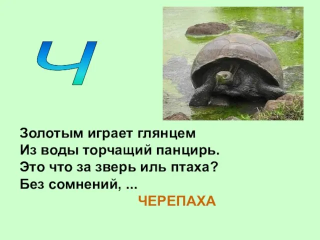 Ч Золотым играет глянцем Из воды торчащий панцирь. Это что за зверь