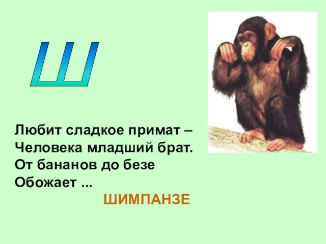 Ш Любит сладкое примат – Человека младший брат. От бананов до безе Обожает ... ШИМПАНЗЕ