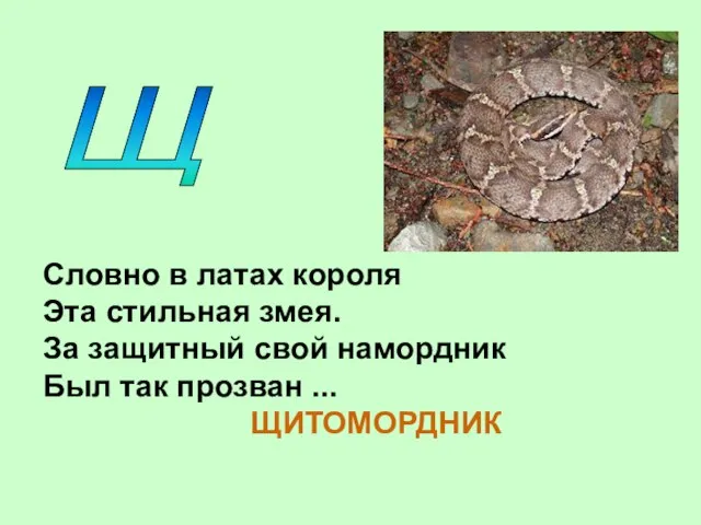 Щ Словно в латах короля Эта стильная змея. За защитный свой намордник