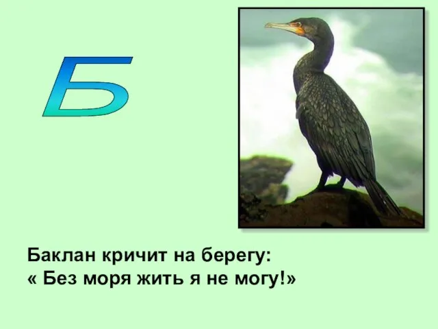 Б Баклан кричит на берегу: « Без моря жить я не могу!»