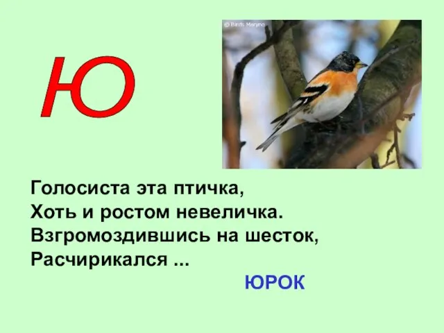 Ю Голосиста эта птичка, Хоть и ростом невеличка. Взгромоздившись на шесток, Расчирикался ... ЮРОК