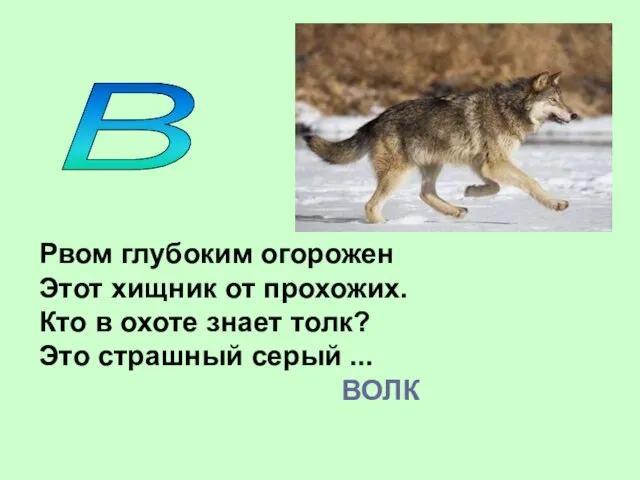 В Рвом глубоким огорожен Этот хищник от прохожих. Кто в охоте знает