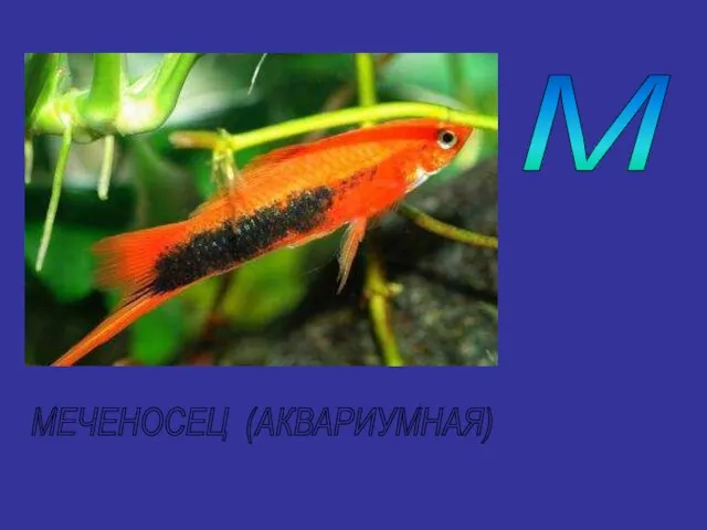 М МЕЧЕНОСЕЦ (АКВАРИУМНАЯ)