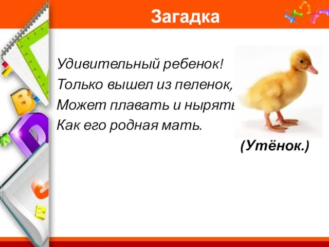 Загадка Удивительный ребенок! Только вышел из пеленок, Может плавать и нырять, Как его родная мать. (Утёнок.)