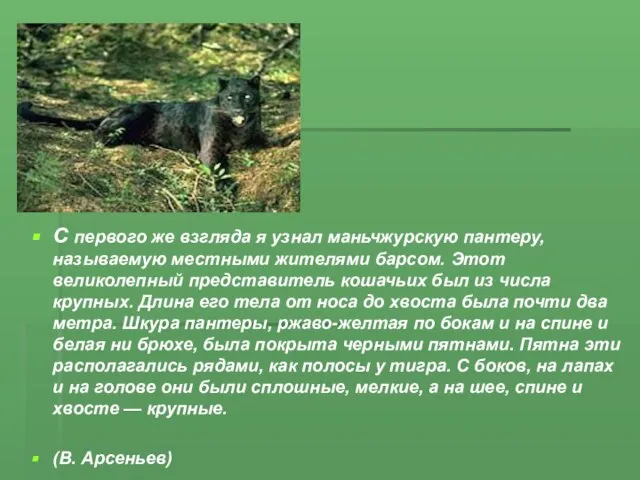 С первого же взгляда я узнал маньчжурскую пантеру, называемую местными жителями барсом.