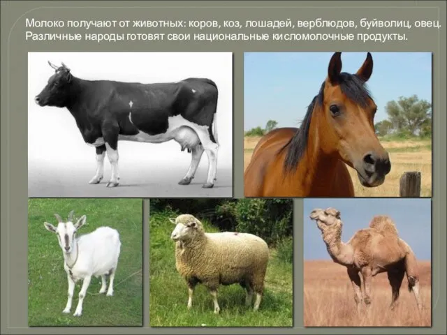 Молоко получают от животных: коров, коз, лошадей, верблюдов, буйволиц, овец. Различные народы