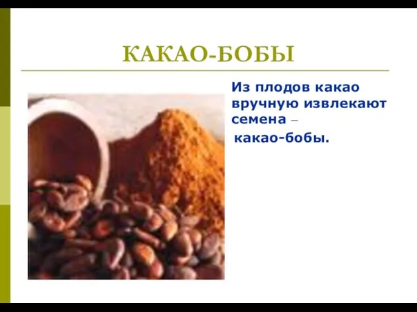 КАКАО-БОБЫ Из плодов какао вручную извлекают семена – какао-бобы.