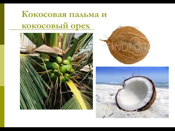 Кокосовая пальма и кокосовый орех