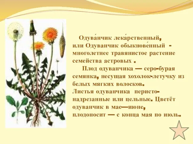 Одува́нчик лека́рственный, или Одуванчик обыкнове́нный - многолетнее травянистое растение семейства астровых .