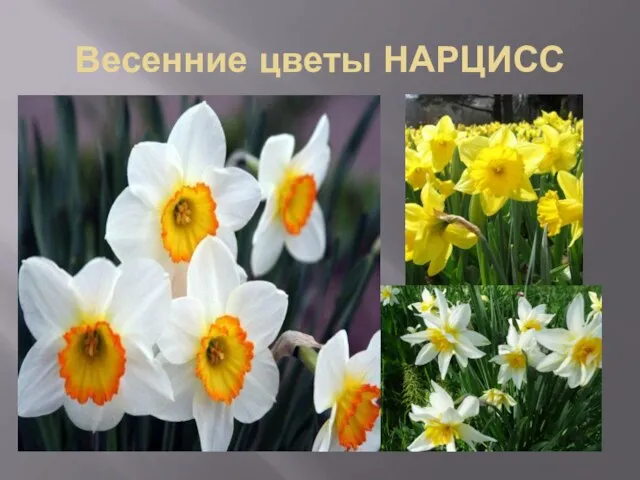 Весенние цветы НАРЦИСС