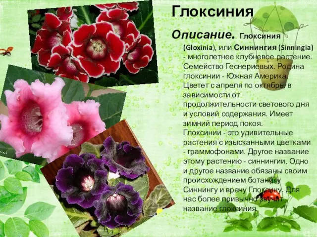 Глоксиния Описание. Глоксиния (Gloxinia), или Синнингия (Sinningia) - многолетнее клубневое растение. Семейство