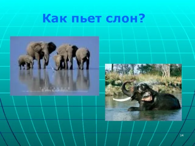 Как пьет слон?