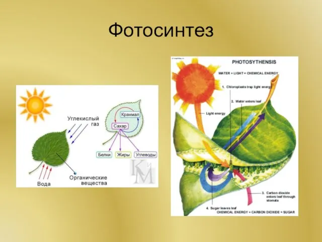 Фотосинтез