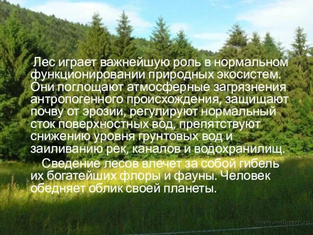 Лес играет важнейшую роль в нормальном функционировании природных экосистем. Они поглощают атмосферные