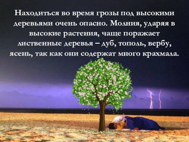 Находиться во время грозы под высокими деревьями очень опасно. Молния, ударяя в