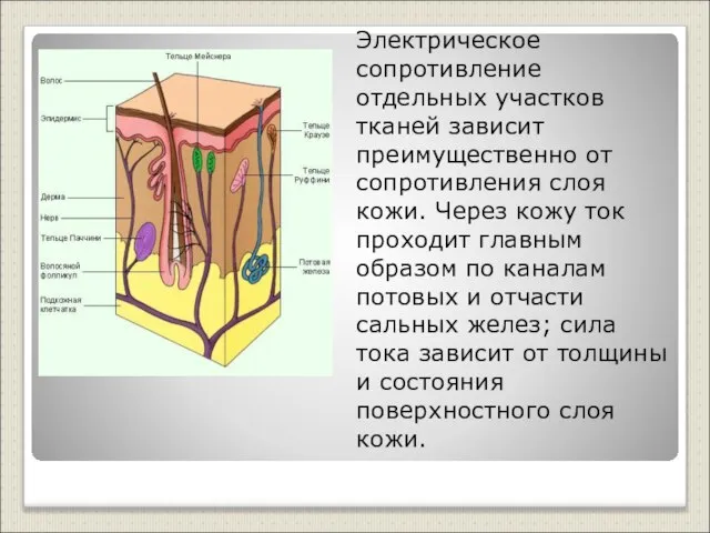 Электрическое сопротивление отдельных участков тканей зависит преимущественно от сопротивления слоя кожи. Через