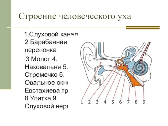 Строение человеческого уха 1.Слуховой канал 2.Барабанная перепонка 3.Молот 4.Наковальня 5.Стремечко 6.Овальное окно