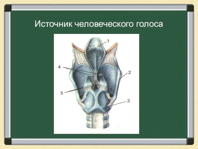 Источник человеческого голоса