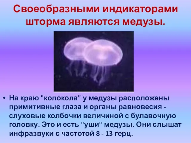 Своеобразными индикаторами шторма являются медузы. На краю "колокола" у медузы расположены примитивные