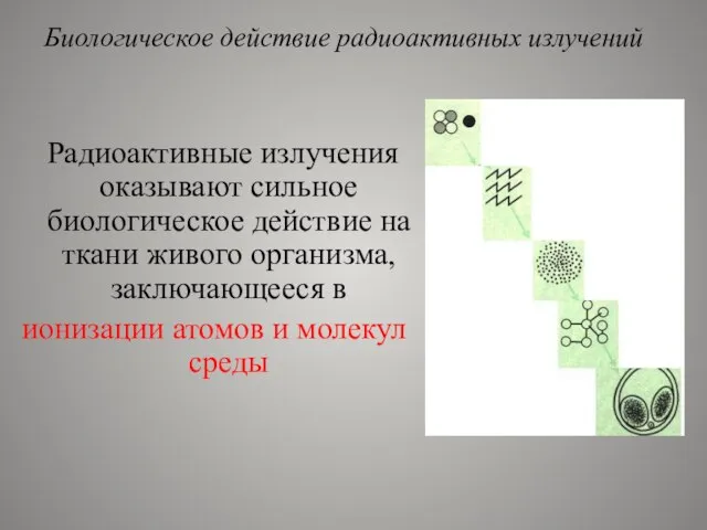 Радиоактивные излучения оказывают сильное биологическое действие на ткани живого организма, заключающееся в