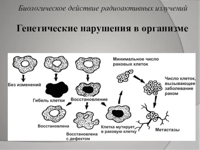 Генетические нарушения в организме Биологическое действие радиоактивных излучений