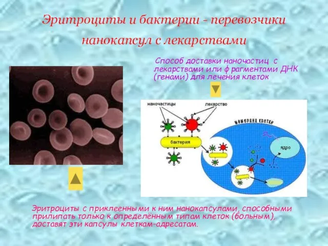 Эритроциты и бактерии - перевозчики нанокапсул с лекарствами Эритроциты с приклеенными к