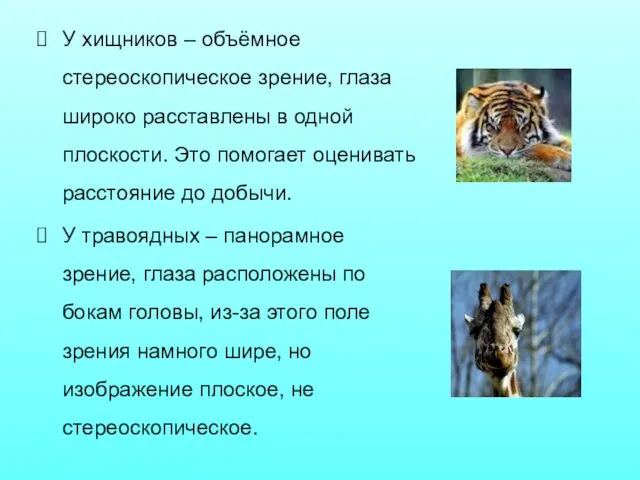 У хищников – объёмное стереоскопическое зрение, глаза широко расставлены в одной плоскости.