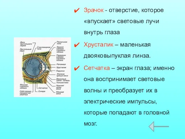 Зрачок - отверстие, которое «впускает» световые лучи внутрь глаза Хрусталик – маленькая