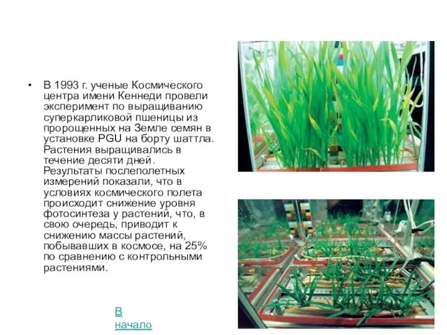 В 1993 г. ученые Космического центра имени Кеннеди провели эксперимент по выращиванию