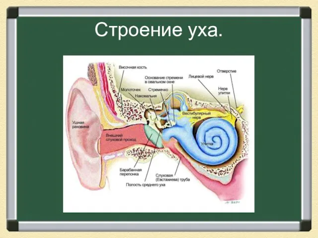 Строение уха.