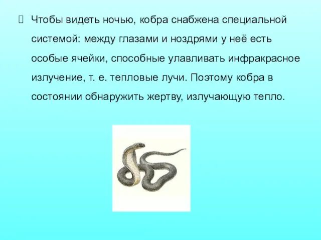 Чтобы видеть ночью, кобра снабжена специальной системой: между глазами и ноздрями у