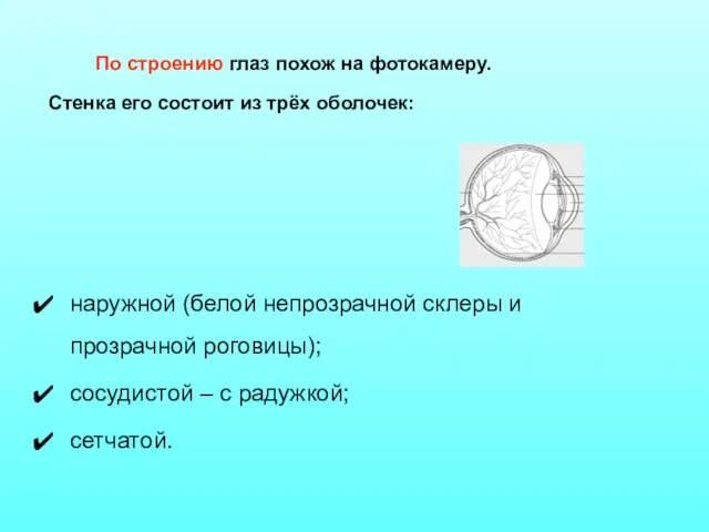 По строению глаз похож на фотокамеру. Стенка его состоит из трёх оболочек: