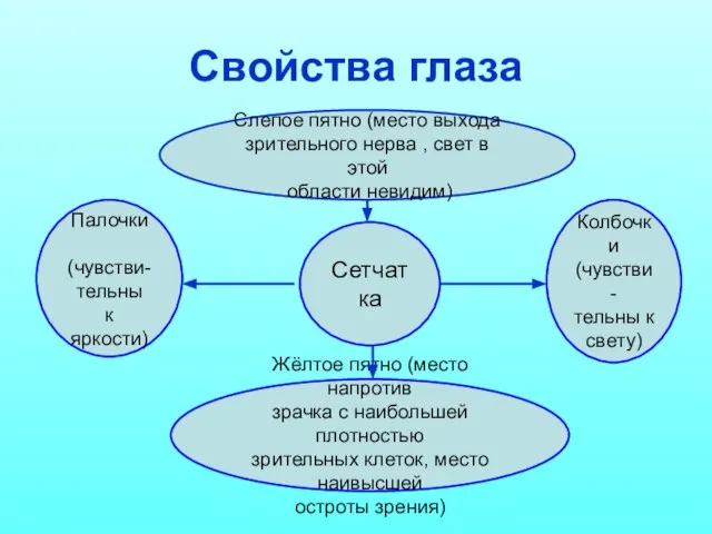 Свойства глаза Сетчатка Палочки (чувстви- тельны к яркости) Колбочки (чувстви- тельны к