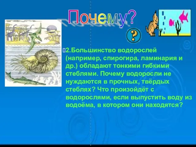 2.Большинство водорослей (например, спирогира, ламинария и др.) обладают тонкими гибкими стеблями. Почему