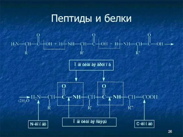 Пептиды и белки