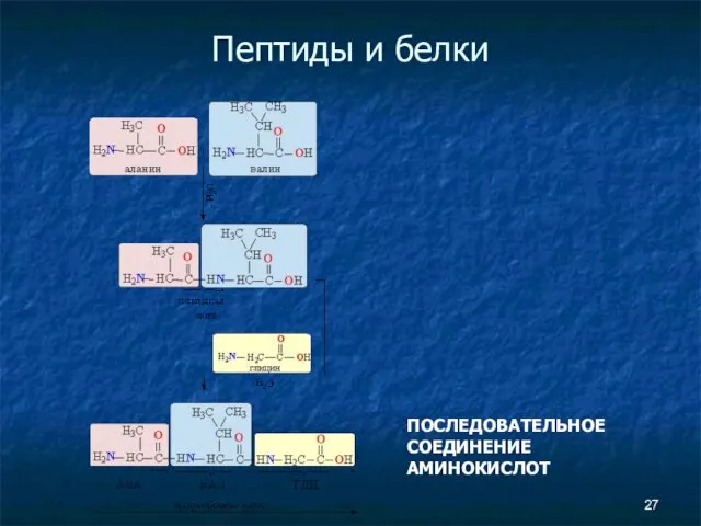 Пептиды и белки ПОСЛЕДОВАТЕЛЬНОЕ СОЕДИНЕНИЕ АМИНОКИСЛОТ