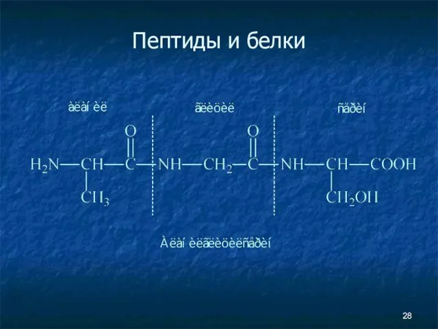 Пептиды и белки