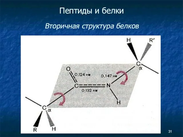 Пептиды и белки Вторичная структура белков